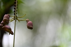 Mucuna urens