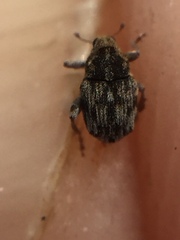 Hypurus bertrandi