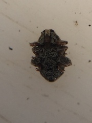 Hypurus bertrandi