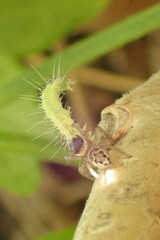 Maratus griseus