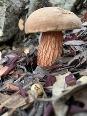 Aureoboletus russellii