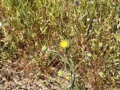 Chaenactis glabriuscula