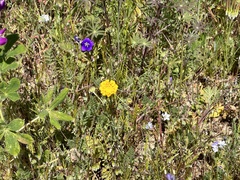 Chaenactis glabriuscula