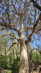 Melaleuca styphelioides