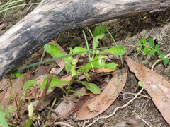 Sphaeromorphaea australis