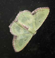 Metallochlora lineata