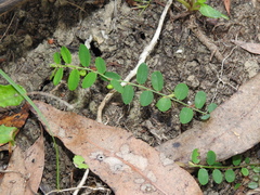Phyllanthus virgatus