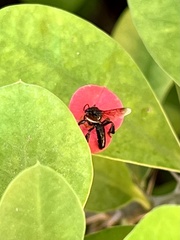 Frieseomelitta nigra