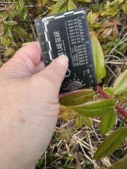 Rhododendron columbianum