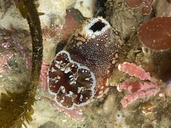 Zirfaea pilsbryi