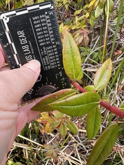 Rhododendron columbianum