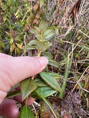 Rhododendron columbianum
