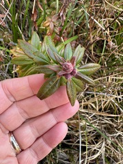 Rhododendron columbianum