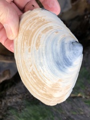 Mactromeris catilliformis