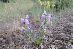 Penstemon eriantherus