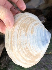 Mactromeris catilliformis
