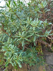 Myoporum insulare