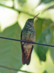 Saucerottia beryllina