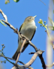 Vireo gilvus