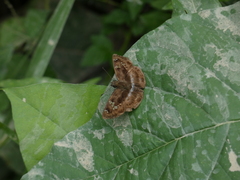 Quadrus cerialis
