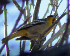 Icterus abeillei
