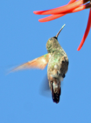 Saucerottia beryllina