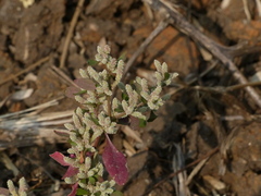 Nothosaerva brachiata