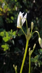 Primula clevelandii