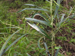 Acacia maidenii