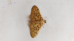 Conogethes punctiferalis