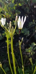 Primula clevelandii