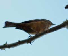 Diglossa baritula