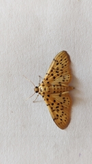 Conogethes punctiferalis