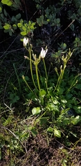 Primula clevelandii
