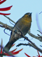 Icterus abeillei