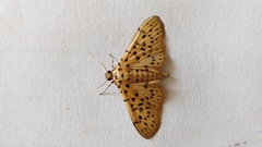 Conogethes punctiferalis