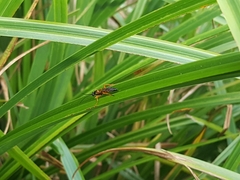 Degithina sollicitoria