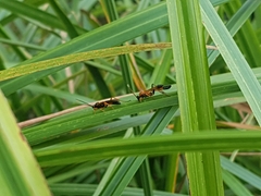 Degithina sollicitoria