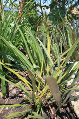 Elaphoglossum longifolium