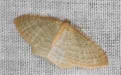 Poecilasthena pulchraria