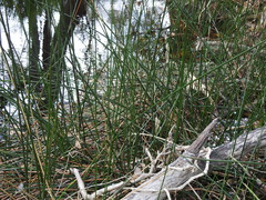 Machaerina articulata