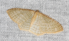 Poecilasthena pulchraria