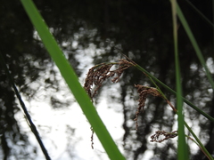 Machaerina articulata