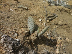 Opuntia basilaris