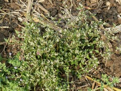 Nothosaerva brachiata