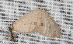Poecilasthena anthodes