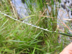 Machaerina articulata