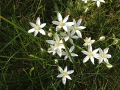 Ornithogalum umbellatum