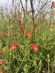 Gambelia juncea