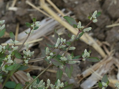 Nothosaerva brachiata
